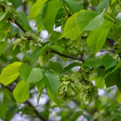 Skærm Elm 60-100 cm. - Bundt med 25 stk. barrodsplanter - Ulmus laevis