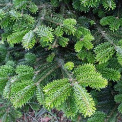 Frasers Ædelgran 20-30 cm. - Bundt med 25 stk. barrodsplanter - Abies fraseri