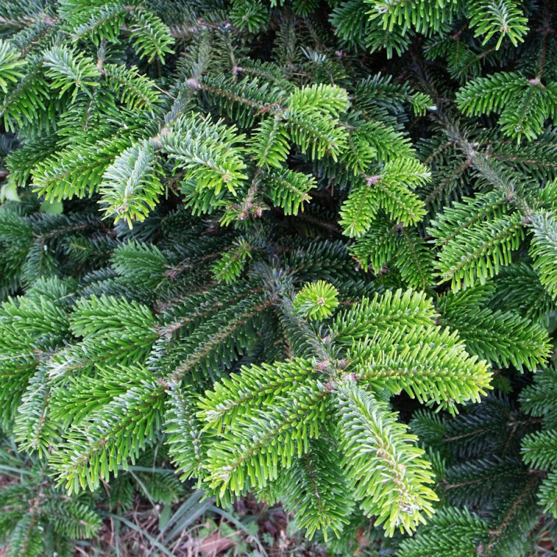 Frasers Ædelgran 30-40 cm. - Bundt med 25 stk. barrodsplanter - Abies fraseri