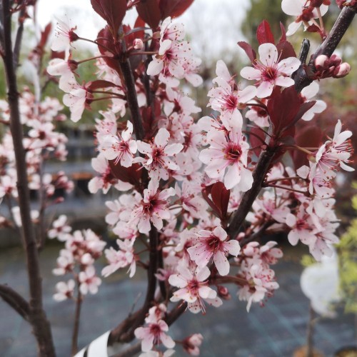 Prunus cistena - Dværg Blodblomme