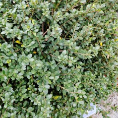 Småbladet Kristtorn Green Hedge 30-40 cm. - Bundt med 25 stk. barrodsplanter - Ilex crenata Green Hedge