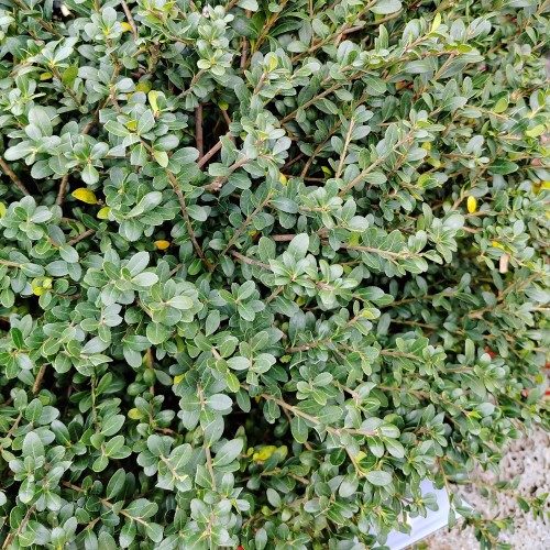 Småbladet Kristtorn Green Hedge 30-40 cm. - Bundt med 25 stk. barrodsplanter - Ilex crenata Green Hedge