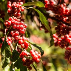 Elaeagnus umbellata - Skærmsølvblad