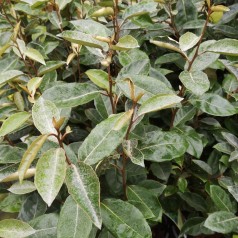 Skærmsølvblad 100-125 cm. - Bundt Med 10 Stk. Barrodsplanter - Elaeagnus umbellata