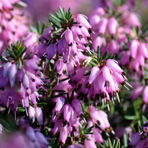Forårslyng Spring Surprise - Erica darleyensis Spring Surprise