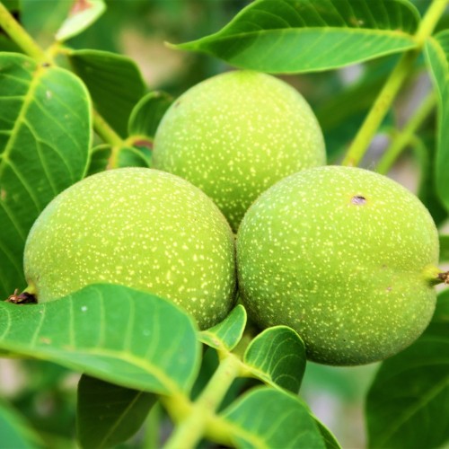 Valnød Plovdivski  175-200 cm. - Juglans regia Plovdivski