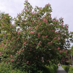 Aesculus Carnea Briotii - Rødblomstret Hestekastanie 175-200 cm.