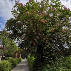 Aesculus Carnea Briotii - Rødblomstret Hestekastanie 175-200 cm.