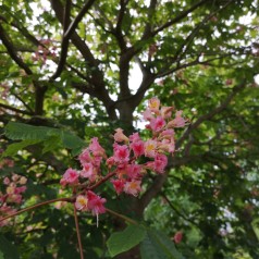 Aesculus Carnea Briotii - Rødblomstret Hestekastanie 175-200 cm.