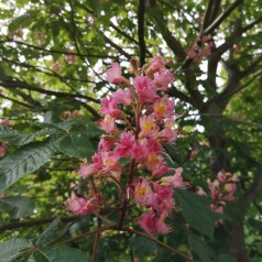 Aesculus Carnea Briotii - Rødblomstret Hestekastanie 175-200 cm.