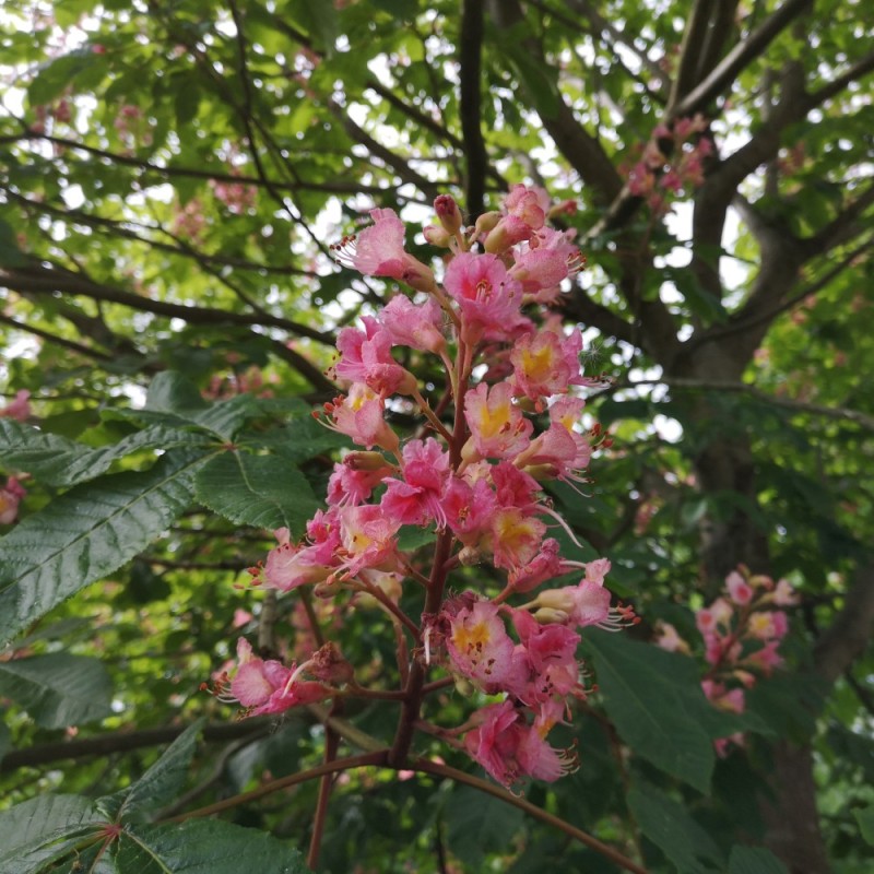 Aesculus Carnea Briotii - Rødblomstret Hestekastanie 175-200 cm.