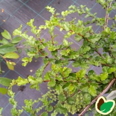 Nothofagus antarctica - Sydbøg / 175-200 cm.