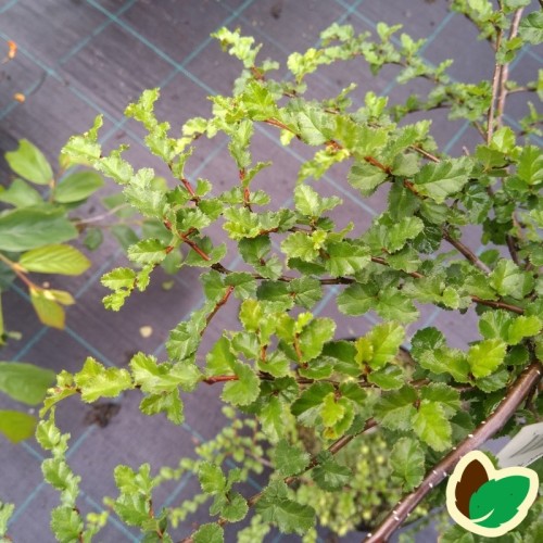 Nothofagus antarctica - Sydbøg / 175-200 cm.