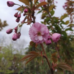 Japansk Kirsebær Kanzan 200 cm. stamme. / Stammeomkreds 8-10 cm. - Prunus serrulata Kanzan