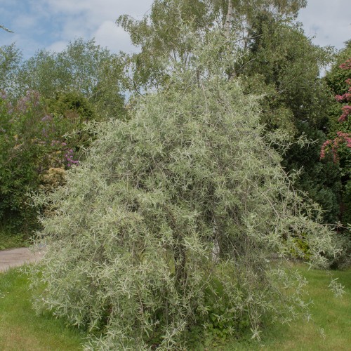 Pilebladet Pære 225 cm. stamme / Stammeomkreds 6-8 cm. - Pyrus salicifolia Pendula