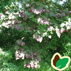 Cercis canadensis Forest Pansy / Judastræ