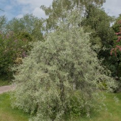 Pilebladet Pære 200 cm. stamme / Stammeomkreds 8-10 cm. - Pyrus salicifolia Pendula