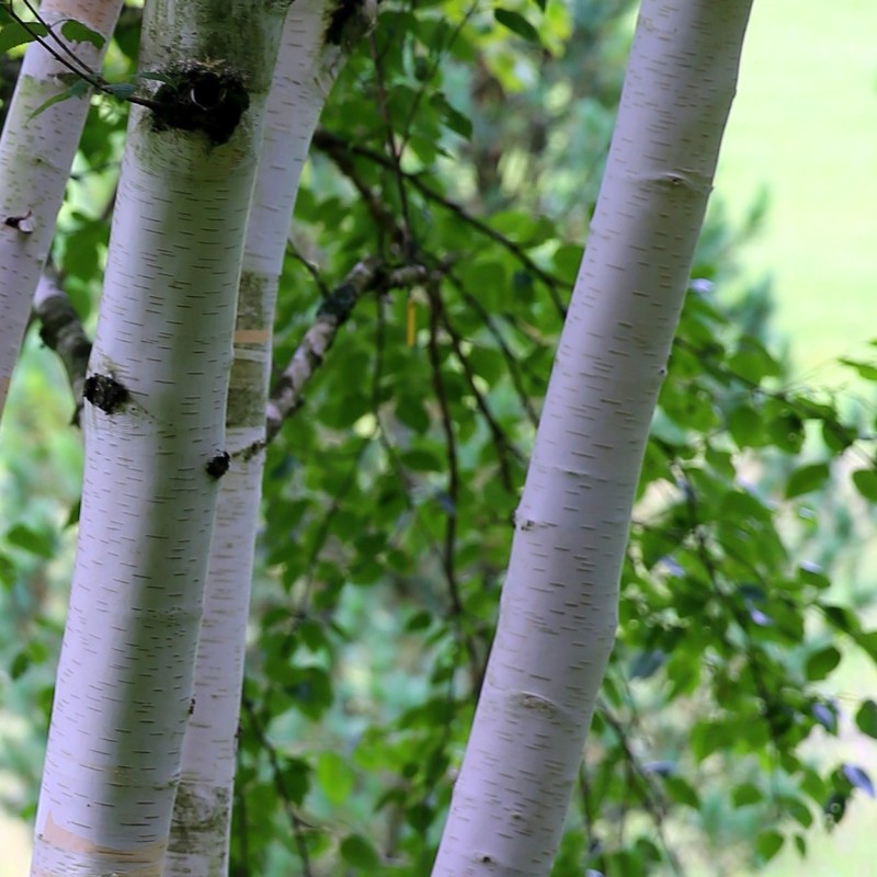 Betula utilis - Himalayabirk / Træ 200-250 cm.