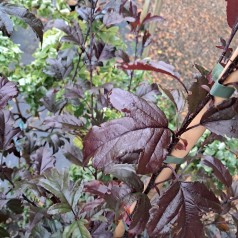 Paradisæble Freja - 120 cm. stamme - Malus sieboldii Freja