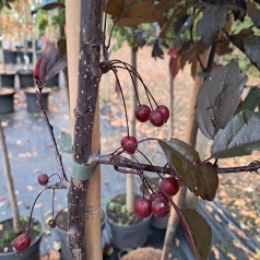 Paradisæble Freja - 120 cm. stamme - Malus sieboldii Freja