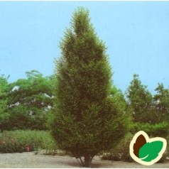 Carpinus betulus Fastigiata - Pyramide Avnbøg / Træ 250-300 cm.