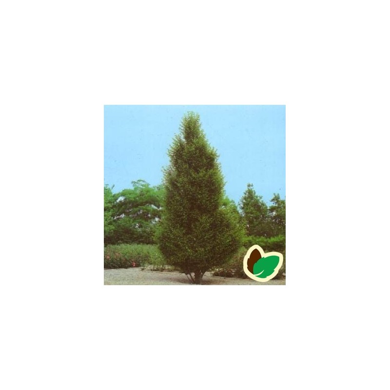 Carpinus betulus Fastigiata - Pyramide Avnbøg / Træ 250-300 cm.