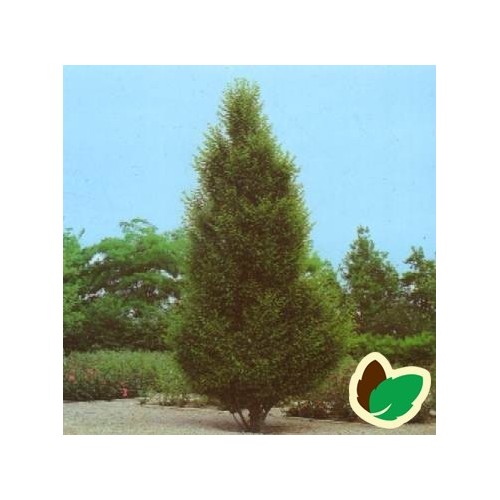 Carpinus betulus Fastigiata - Pyramide Avnbøg / Træ 250-300 cm.