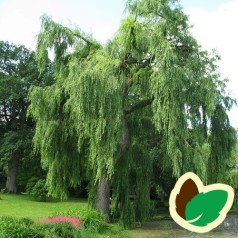Salix alba Tristis - Guld Hængepil / 200-250 cm.