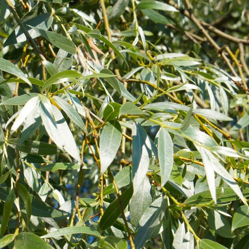 Hvidpil Saba 250-300 cm. - Salix alba Saba