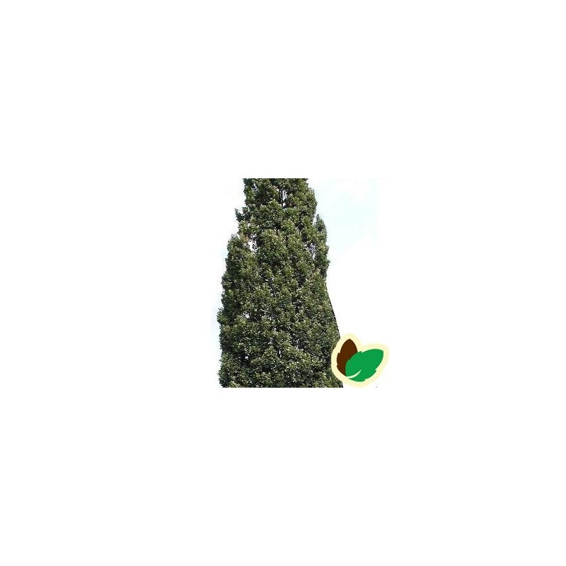 Quercus robur Fastigiata Koster / Pyramideeg 100-125 cm.