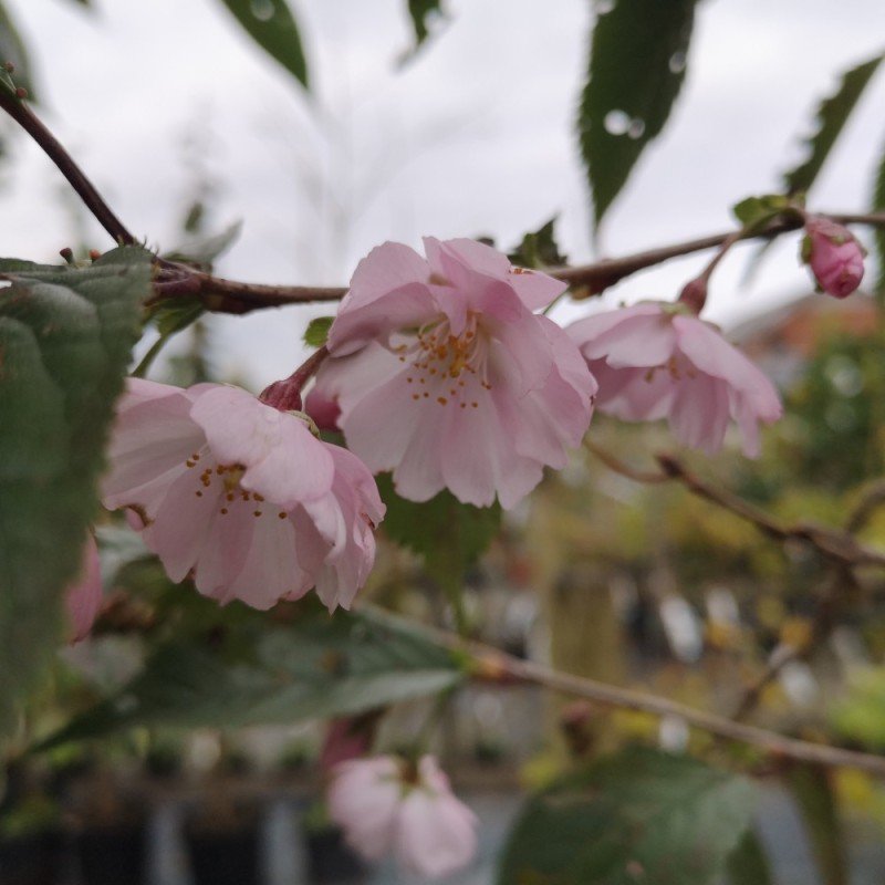 Prunus sargentii Accolade - Sakhalin Kirsebær - 120 cm. stamme