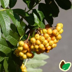 Sorbus aucuparia Sunshine - Gulfrugtet Røn / 200-250 cm.