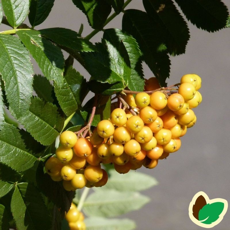 Sorbus aucuparia Sunshine - Gulfrugtet Røn / 200-250 cm.