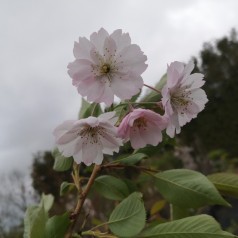 Prunus sargentii Accolade - Sakhalin Kirsebær / 80 cm. stamme