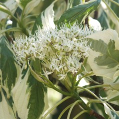 Hvidrandet Etage Kornel 125-150 cm. - Cornus controversa Variegata