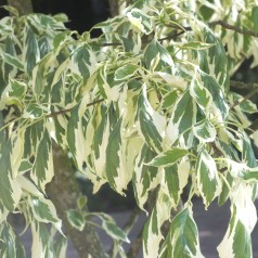 Hvidrandet Etage Kornel 125-150 cm. - Cornus controversa Variegata