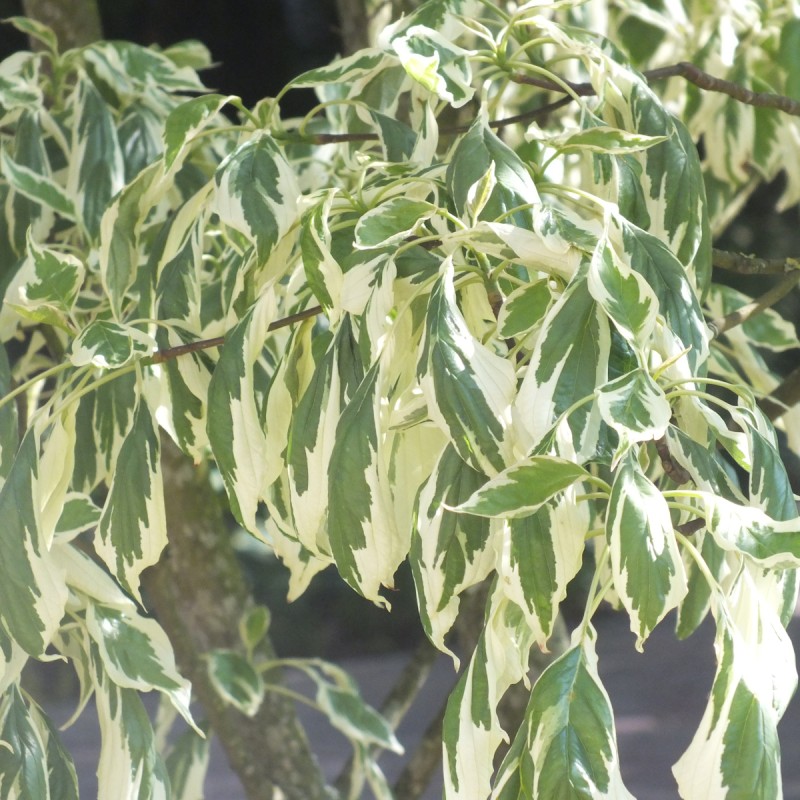 Hvidrandet Etage Kornel 125-150 cm. - Cornus controversa Variegata
