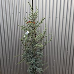 Blå Atlasceder 120-140 cm. - Cedrus atlantica Glauca