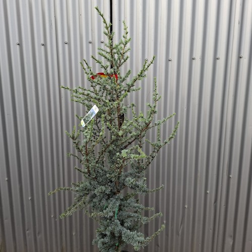 Blå Atlasceder 120-140 cm. - Cedrus atlantica Glauca