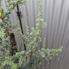 Blå Atlasceder 120-140 cm. - Cedrus atlantica Glauca
