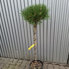Dværg Østrisk Fyr 80 cm. stamme. - Pinus nigra Brepo