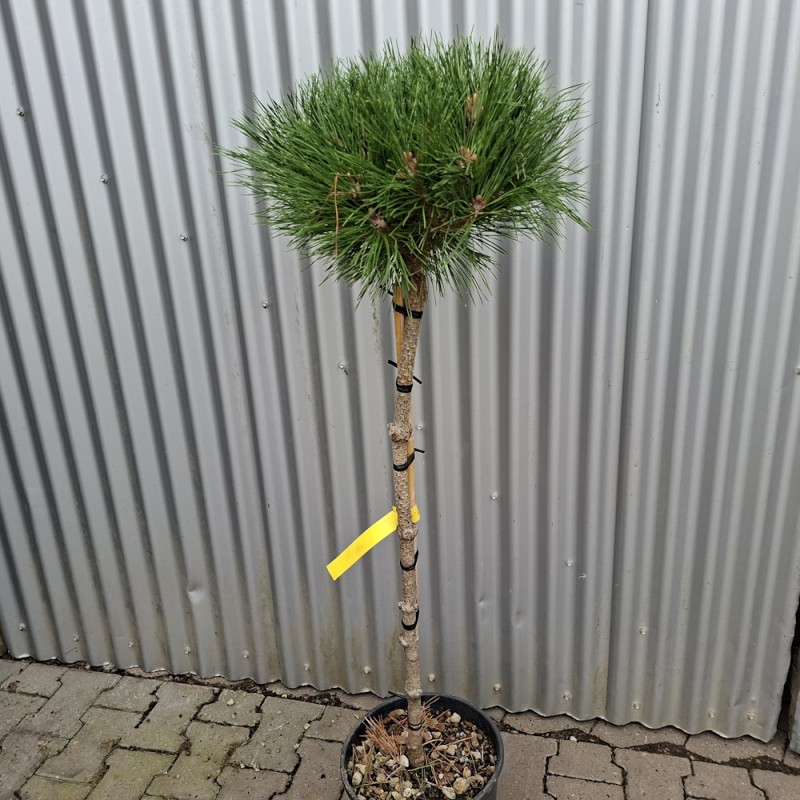 Dværg Østrisk Fyr 80 cm. stamme. - Pinus nigra Brepo