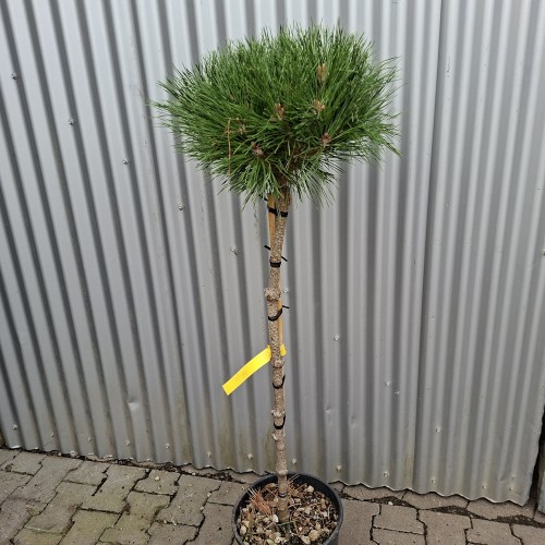 Dværg Østrisk Fyr 80 cm. stamme. - Pinus nigra Brepo