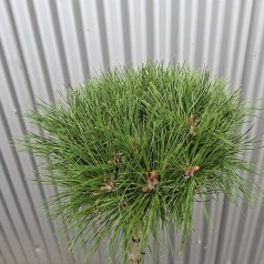 Dværg Østrisk Fyr 80 cm. stamme. - Pinus nigra Brepo