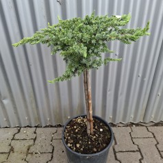 Enebær Schlager 50 cm. stamme - Juniperus conferta Schlager