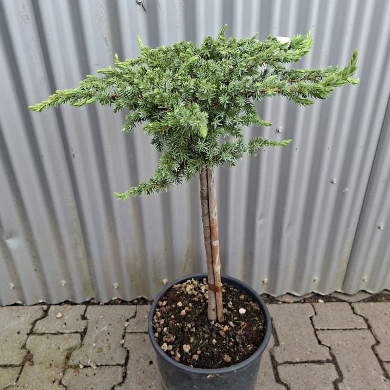 Enebær Schlager 50 cm. stamme - Juniperus conferta Schlager
