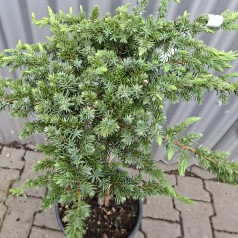 Enebær Schlager 50 cm. stamme - Juniperus conferta Schlager