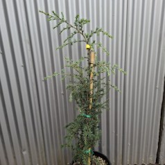 Himalayaceder Robusta Glauca 100-120 cm. - Cedrus deodara Robusta Glauca