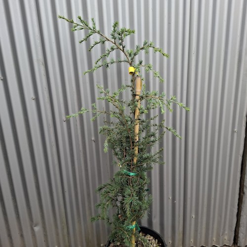 Himalayaceder Robusta Glauca 100-120 cm. - Cedrus deodara Robusta Glauca