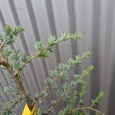 Himalayaceder Robusta Glauca 100-120 cm. - Cedrus deodara Robusta Glauca